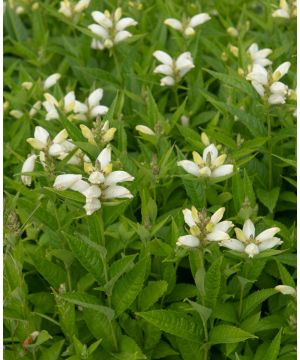 Chelone obliqua Alba