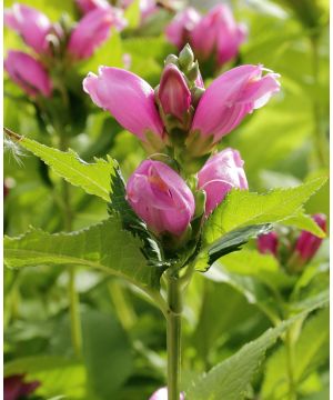 Chelone obliqua