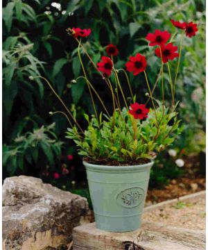 Cosmos astrosanguineus
