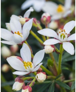 Choisya ternata White Dazzler