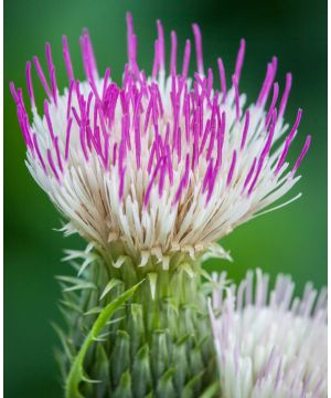 Cirsium Pink Blush