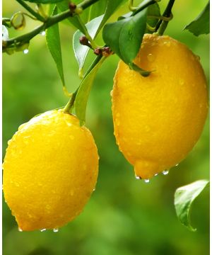 Citrus Limon