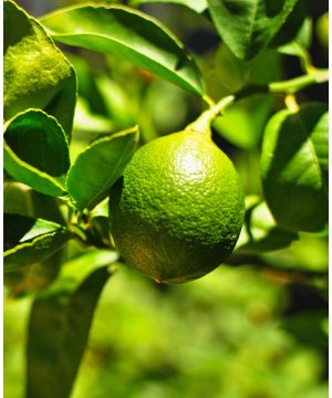 Citrus aurantifolia Mexican Lime