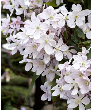 Clematis armandii