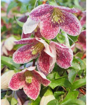 Clematis cirrhosa 'Freckles'