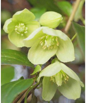 Clematis Cirrhosa Wisley Cream