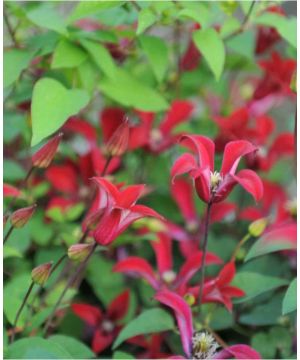 Clematis texensis Gravetye Beauty