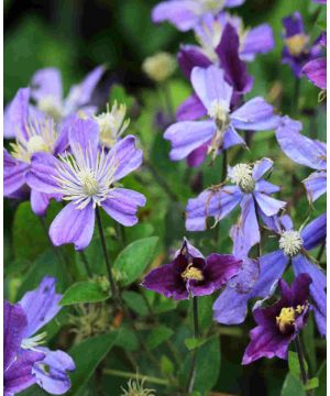 Clematis integrifolia Arabella