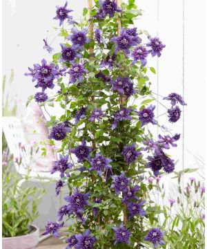 Clematis Kokonoe