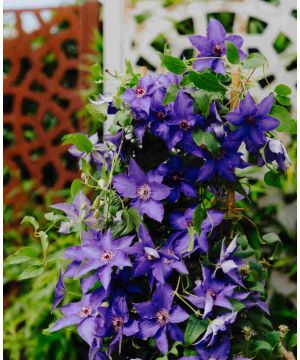Clematis Lindsay