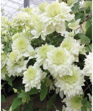 Clematis Manju