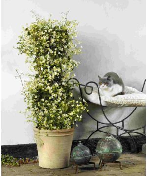 Clematis Michiko Evipo