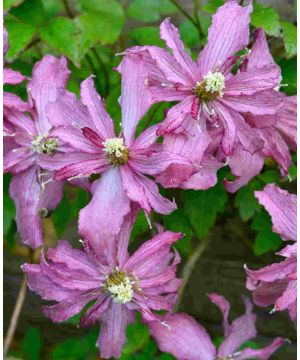 Clematis montana Broughton Star