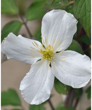 Clematis montana grandiflora