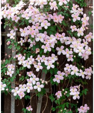 Clematis montana rubens