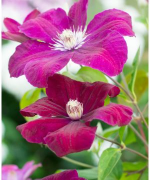 Clematis Rouge Cardinal