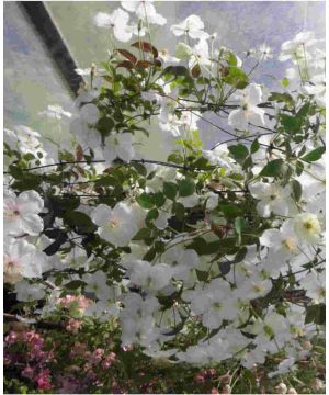 Clematis montana 'Silver Star'
