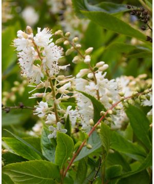 Clethra alnifolia Sixteen Candles