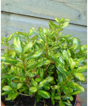 Coprosma Lemon and Lime