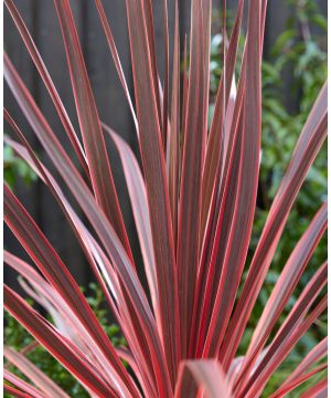 Cordyline australis Charlie Boy