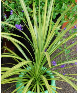 Cordyline Jive