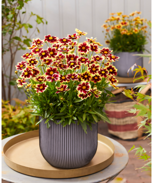 Coreopsis grandilfora 'Solar Fancy'