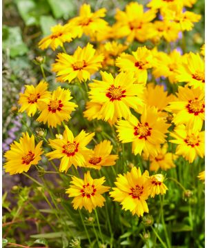 Coreopsis grandiflora 'Solar Mellow'