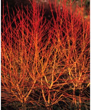 Cornus sanguinea Midwinter Fire