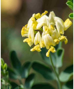 Coronilla glauca 'Citrina'