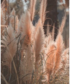 Cortaderia Selloana Rosea