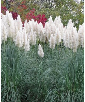 Cortaderia Selloana White