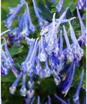Corydalis Craigton Blue