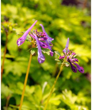 Corydalis Golden Spinners
