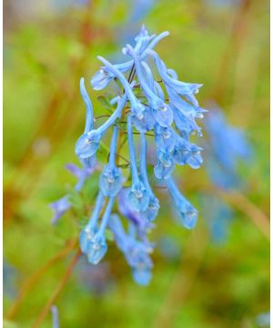 Corydalis Tory M.P
