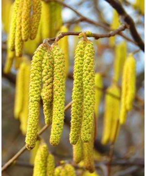 Corylus avellana