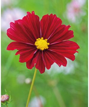 Cosmos 'Rubenza'