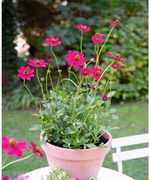 Cosmos atrosanguineus ‘Cherry Chocolate’