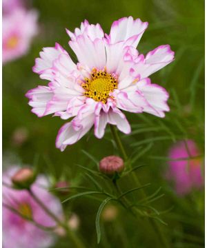 Cosmos Double Click Bicolor Rose
