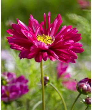 Cosmos Double Click Cranberries