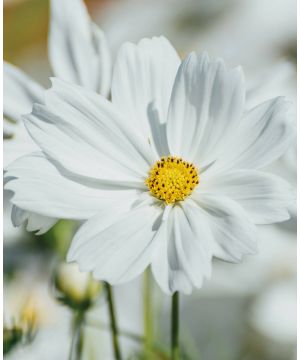 Cosmos bipinnatus Sensation Purity