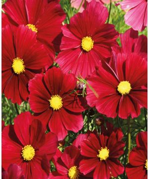 Cosmos bipinnatus Rubenza