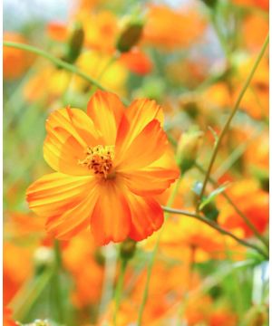Cosmos Tango