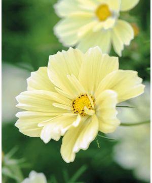 Cosmos bipinnatus Xanthos
