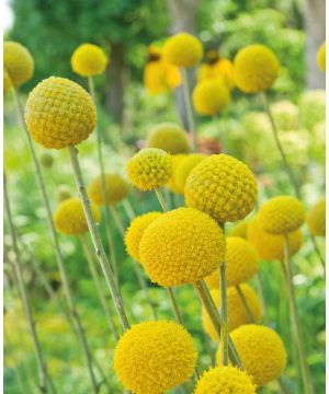 Craspedia globosa Manolo 
