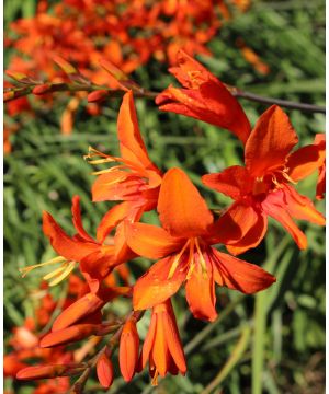 Crocosmia masoniorum 