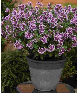Cuphea Sweet Talk Lavender Splash