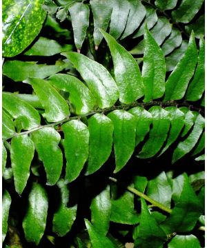 Cyrtomium fortunei
