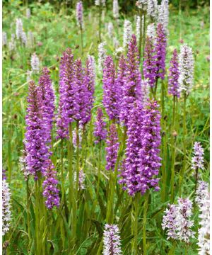 Dactylorhiza fuchsii