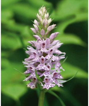 Dactylorhiza maculata