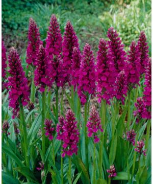 Dactylorhiza majalis